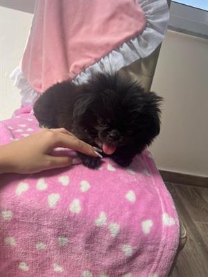Chihuahua femmina con pedigree, a pelo lungo - Foto 3