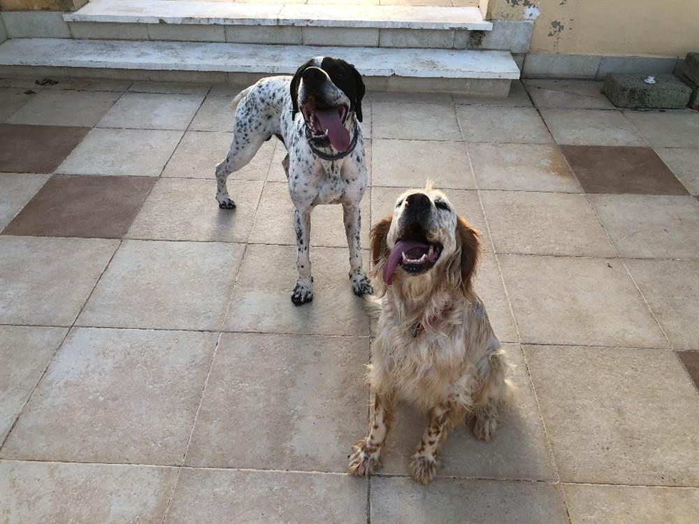 Vendita Razza setter inglese e pointer