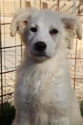 Barney, cucciolo soffice 5 mesi