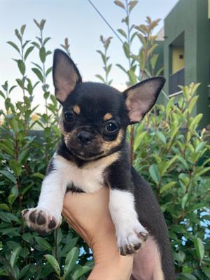 Cuccioli chihuahua