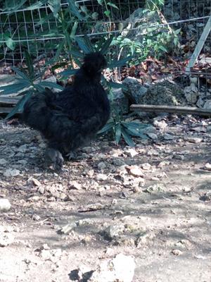Coppia Moroseta circa 6 mesi nere - Foto 3