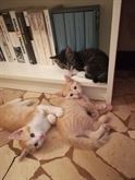 Foto 2 Regaliamo gattini Razza Europeo
