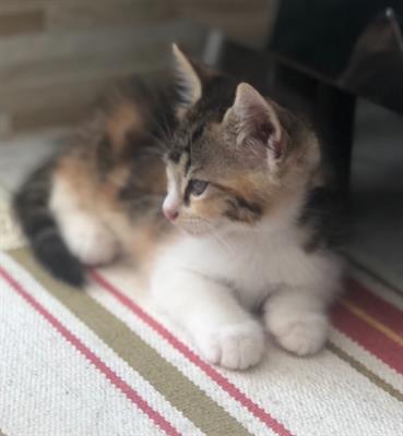 Cucciolo gattino