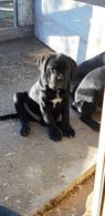 Cane Corso cuccioli - Anteprima 1