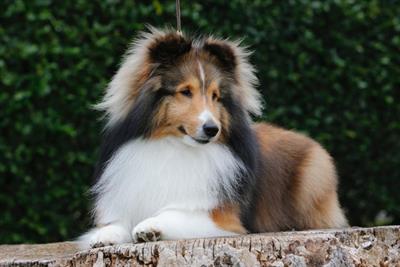 Cuccioli shetland disponibili