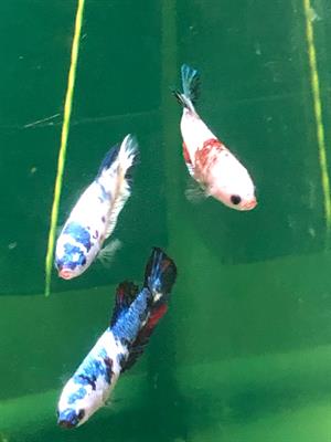 Betta Splendens