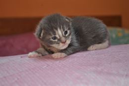 Dolcissimi cuccioli di maine coon - Anteprima 1