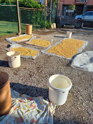 Mais per galline e polli, prezzo trattabile - Anteprima 1