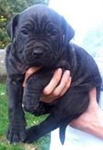 Cane Corso cuccioli