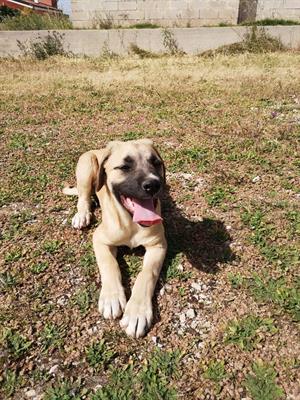 Cuccioli in adozione