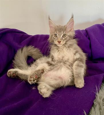 Cuccioli di Maine coon