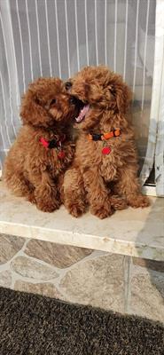 Cucciolo Barboncino toy maschio