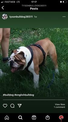 Bulldog Inglese maschio per monta