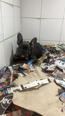 Sky bulldog francese blu maschio
