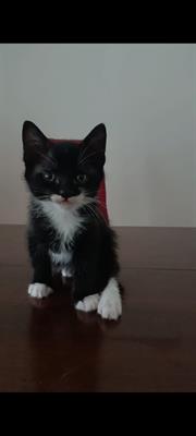 Regalo 2 gattini