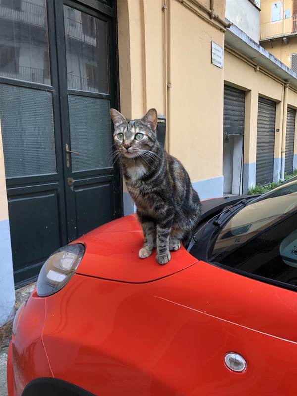 Regalo gattina Razza Europeo