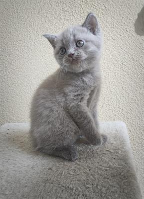 Gatti British straight