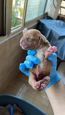 Cuccioli Pitbull con Pedigree