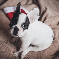 Pet sitter ad Olgiate Comasco su Misura per te - Foto 2