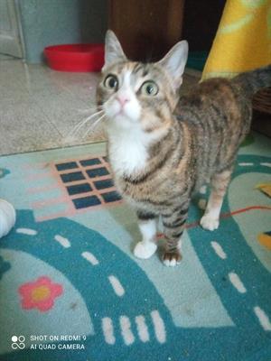 Mamma gatta di un anno cerca casa