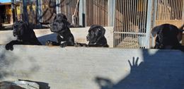 Foto 5 Cane Corso cuccioli