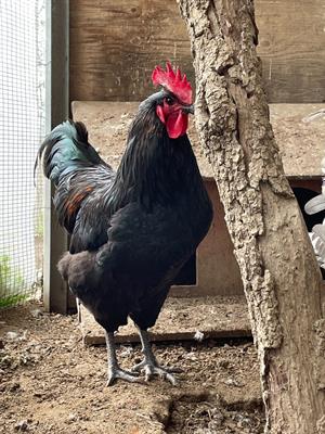 Avicoli di Australorp e Robusta Lionata