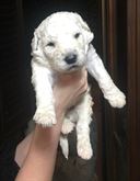 Cuccioli di Komondor