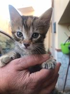 Regalo gattini