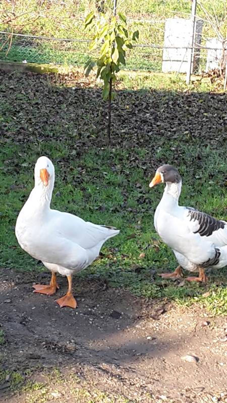 Oche romagnole Animali da Cortile a Forli Emilia Romagna