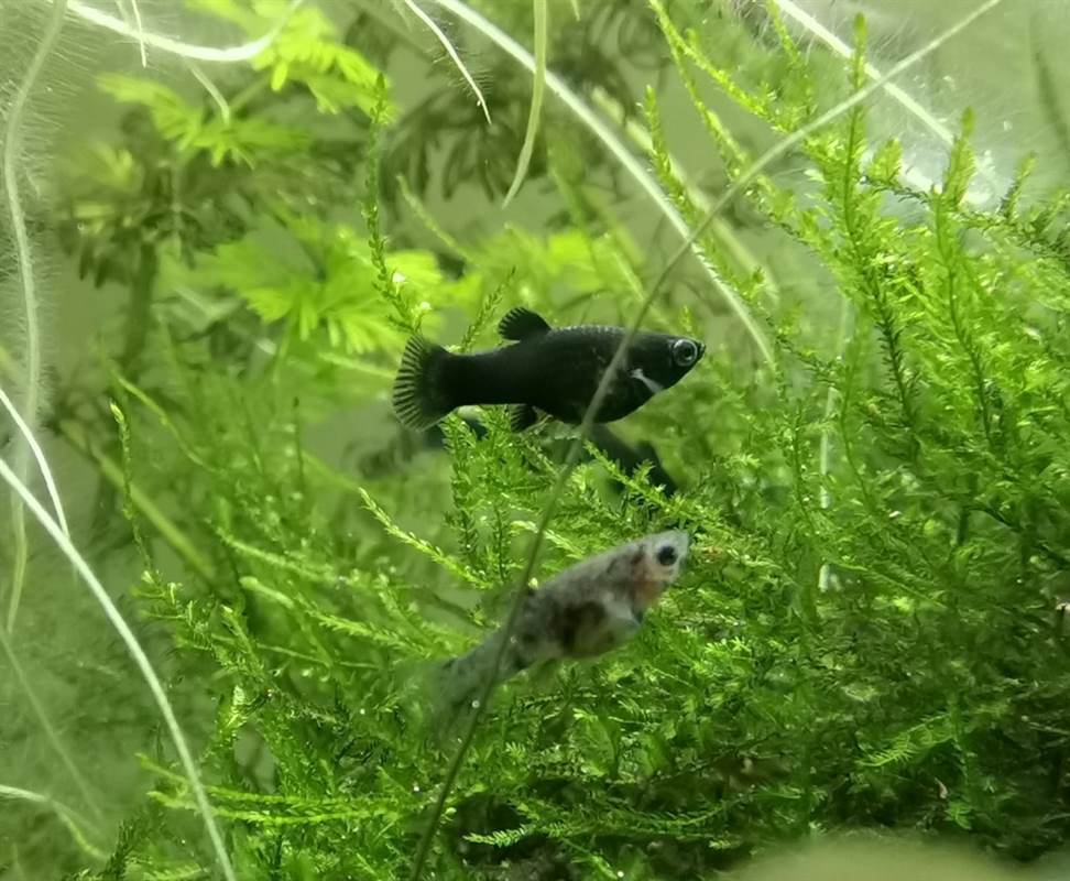 Pesci tropicali Molly mix