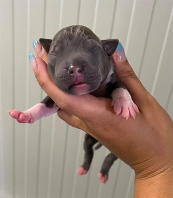 AMSTAFF BLUE: Cuccioli Disponibili