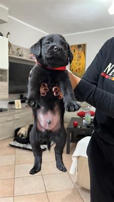 LABRADOR RETRIEVER