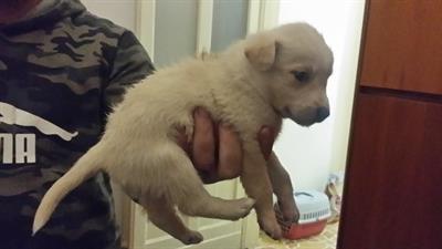 Cuccioli bellissimi