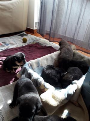 Cuccioli lupetti - Foto 5