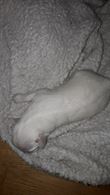 2 cucciole con libretto sanitario Border Collie - Anteprima 4