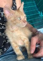 Regalo Gattino 2 mesi