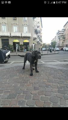 Rambo cucciolo di cane corso