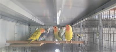 Inseparabili