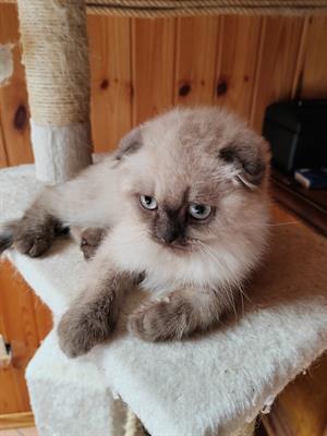 Cuccioli scottish
