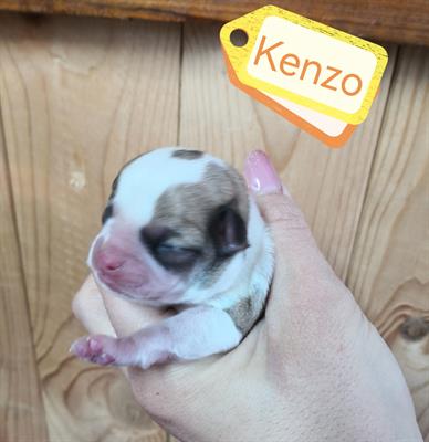 Cuccioli di CHIHUAHUA
