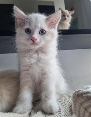 Cuccioli di Ragdoll