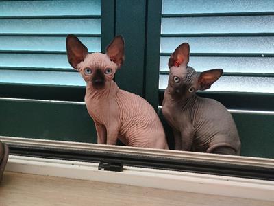 Sphynx con pedigree - Anteprima 1