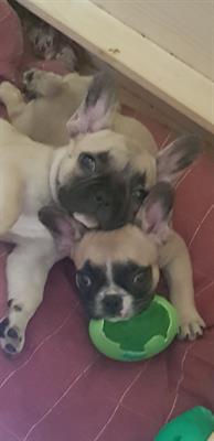 Ultimi 2 cuccioli di Razza Bulldog francese - Anteprima 1