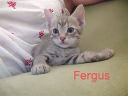 Cuccioli di gatto in regalo