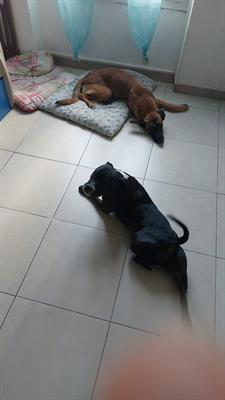 Pitbull Staffordshire bull terrier