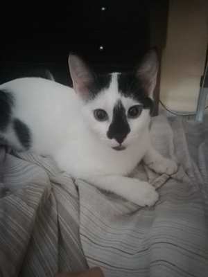 Piccoli Gattini cercano casa