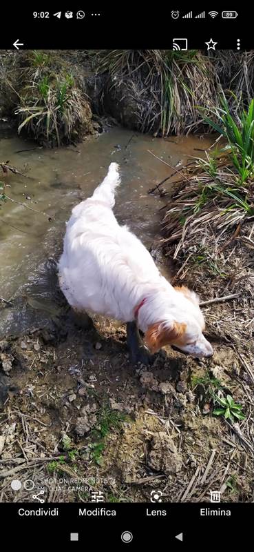 Setter inglese, prezzo trattabile