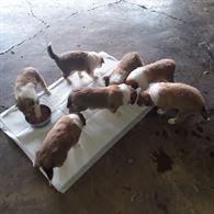 Cuccioli di lassie/pastore scozzese