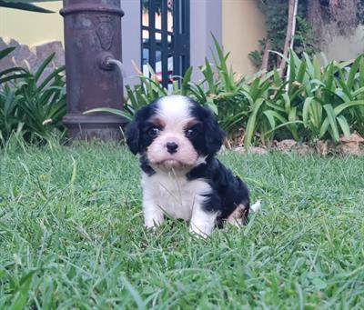 Cavalier King Tricolor