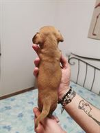 Cuccioli di Chihuahua disponibili